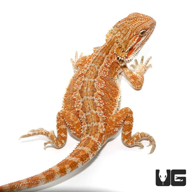 9-11 Hypo Inferno Bearded Dragon For Sale