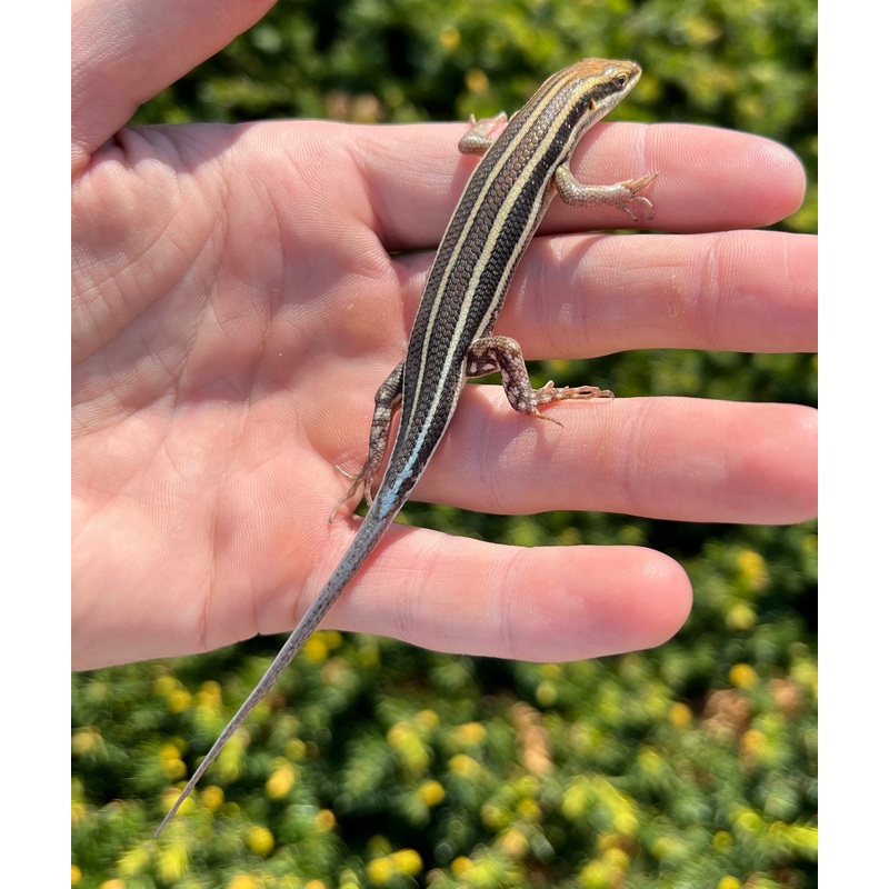 Adult Blue-Tailed Skink