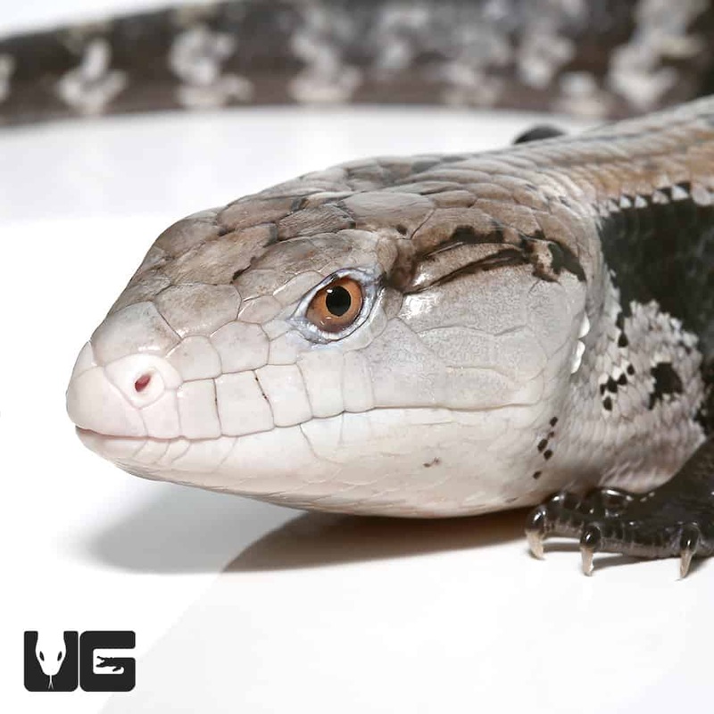 Adult Halmahera Blue Tongue Skink #2 (Tiliqua gigas) For Sale
