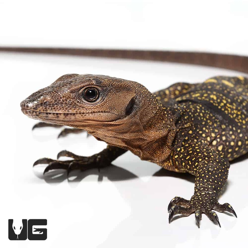 Adult Spiny Neck Monitors For Sale
