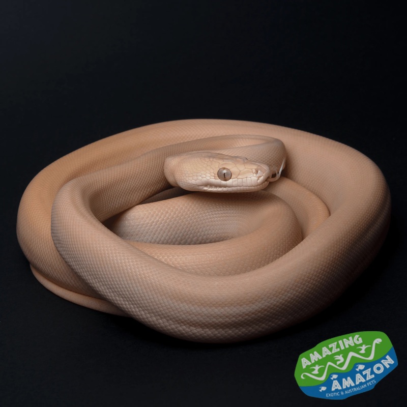 Albino Olive Pythons
