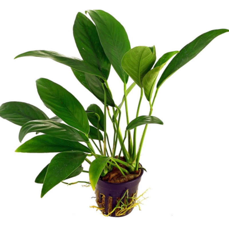 Anubias barteri var. Glabra