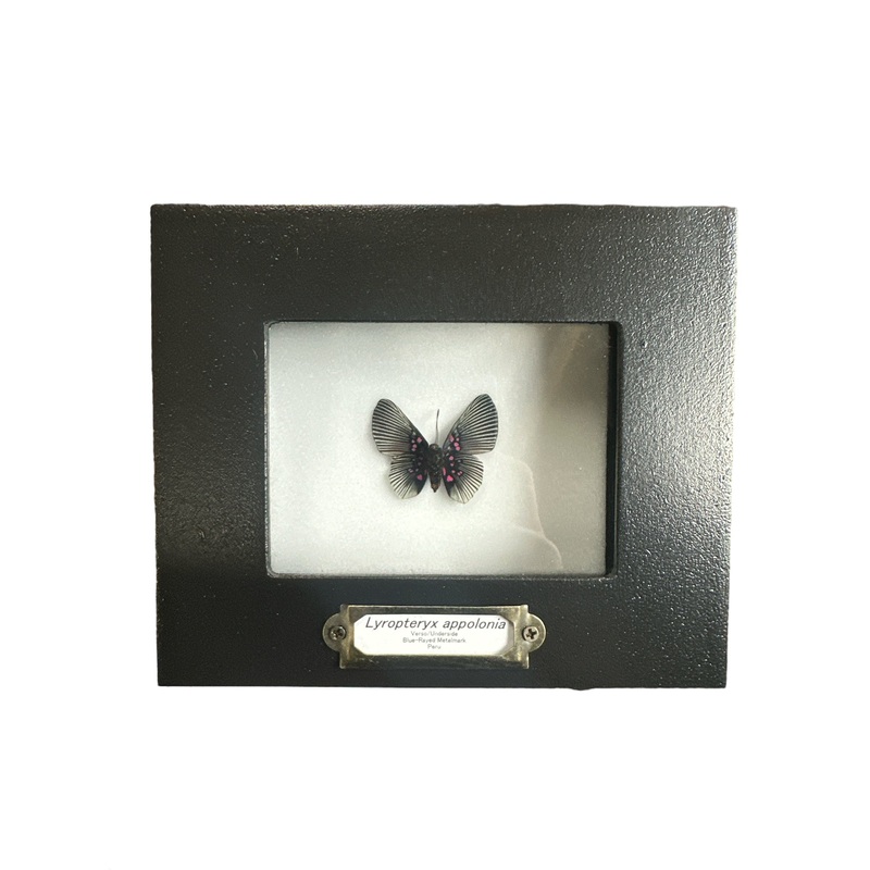 Apollo Metalmark Butterfly – Underside (Lyropteryx appolonia) – 2×3″ Frame