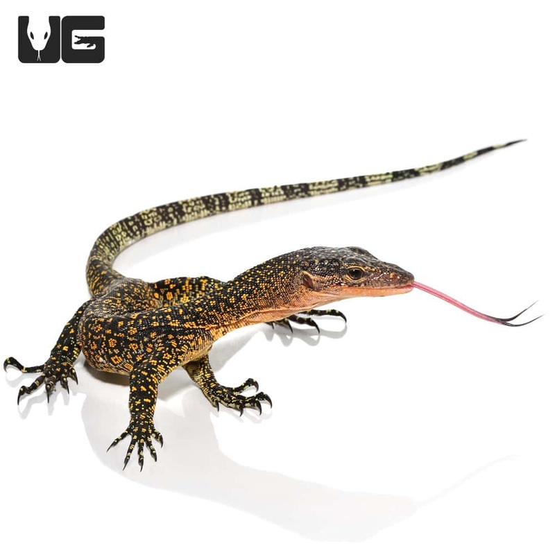 Baby Solomon Island Mangrove Monitor For Sale