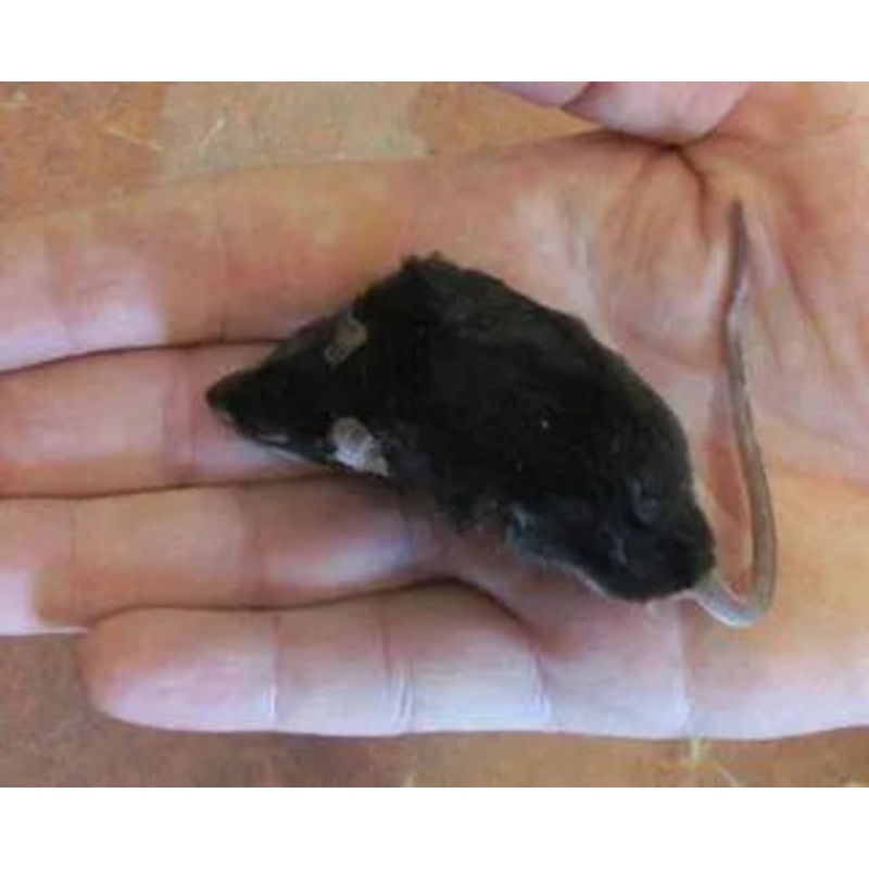 Bulk Frozen Adult  Mice (100)