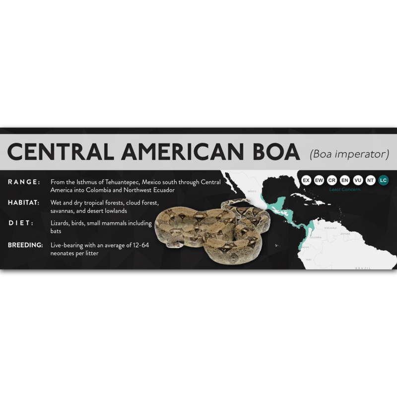 Central American Boa (Boa imperator) – X Label Standard Laminated Paper