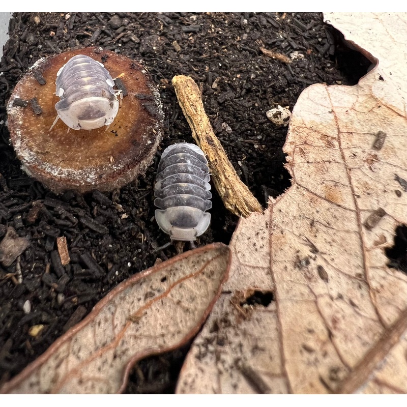 Cubaris sp. White Ducky Isopods