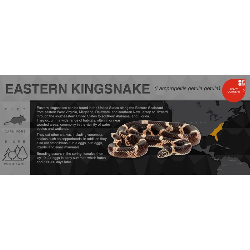 Eastern Kingsnake (Lampropeltis getula getula) – Black Series Vivarium Label Black