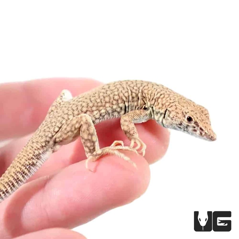 Nidua Fringe Fingered Lizard For Sale