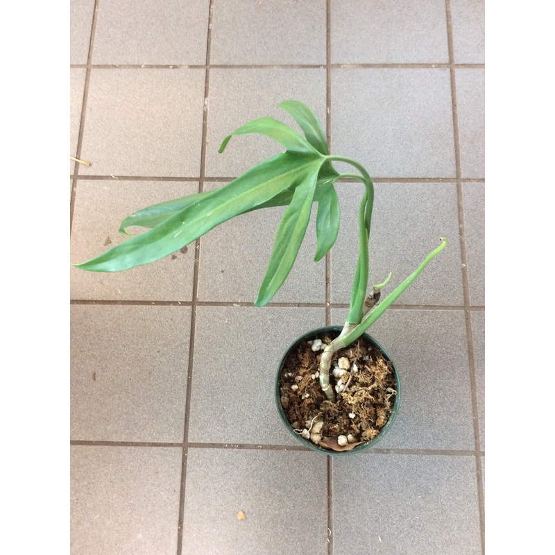 Philodendron holtonianum
