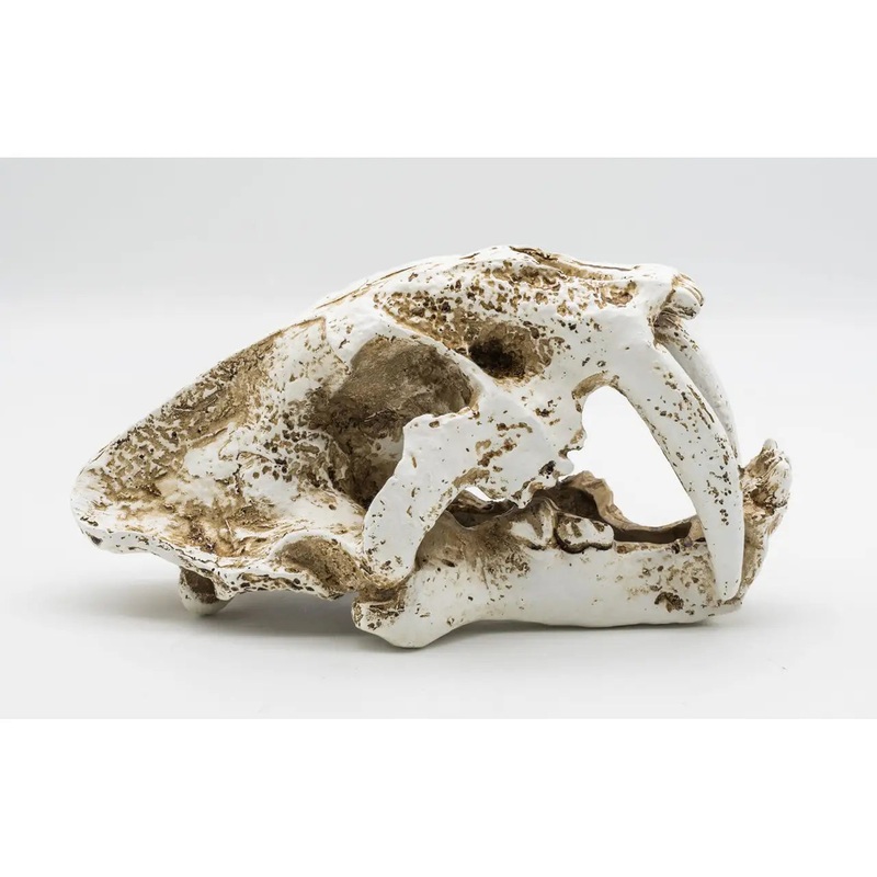 ProRep Resin Smilodon Skull Medium