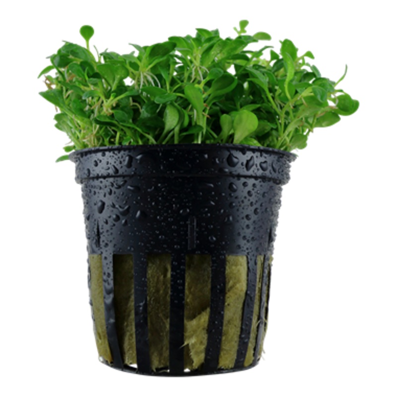Tropica Glossostigma elatinoides