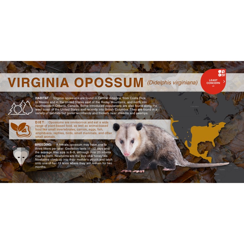 Virginia Opossum (Didelphis virginiana) – Aluminum Sign No SmartShield