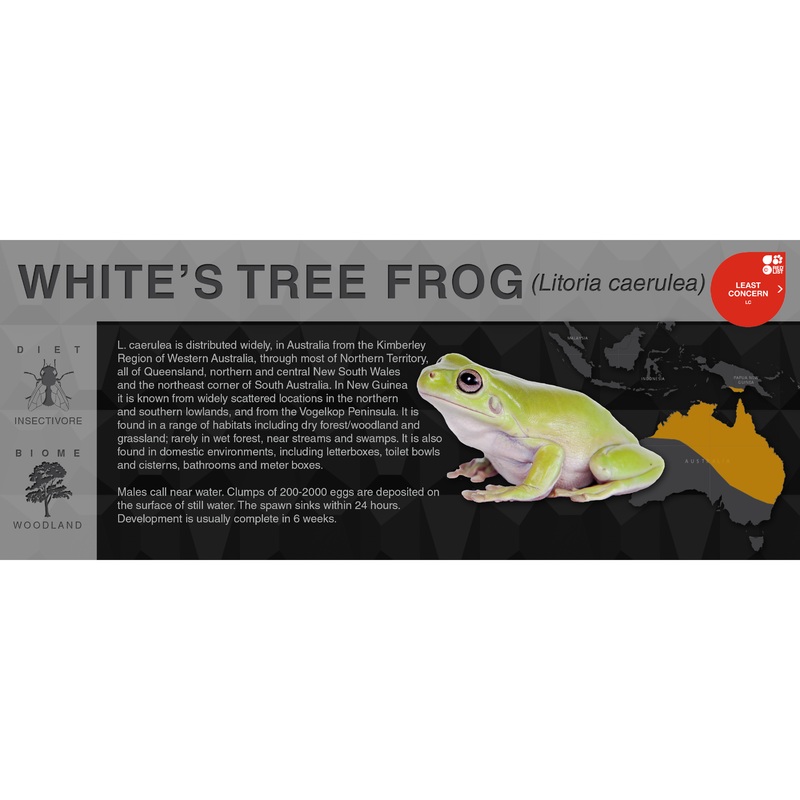 White’s Tree Frog (Litoria caerulea) – Black Series Vivarium Label Black Green