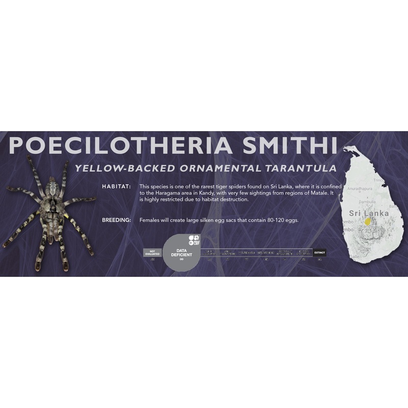 Yellow-Backed Ornamental Tarantula (Poecilotheria smithi) – Classic Vivarium Label