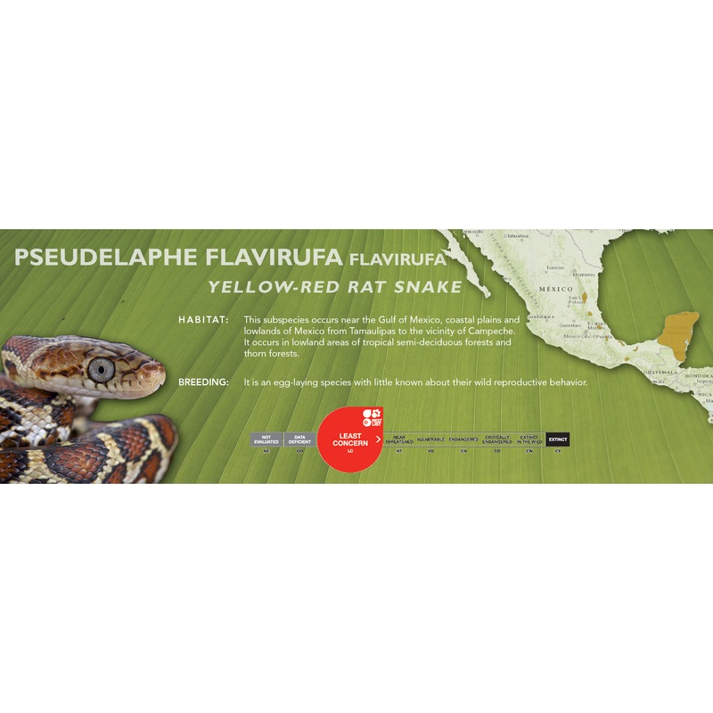 Yellow-Red Rat Snake (Pseudelaphe flavirufa) Classic Vivarium Label Flavirufa