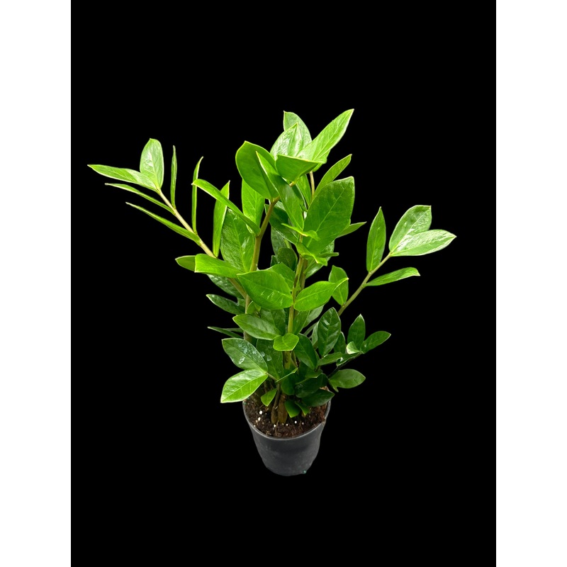 ZZ Plant 4″ Pot