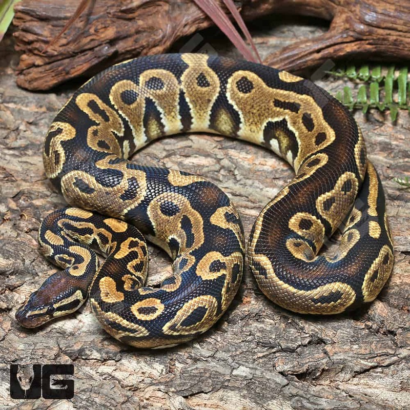 2021 Male OD Ultra-Mel Het Cryptic Ball Python For Sale