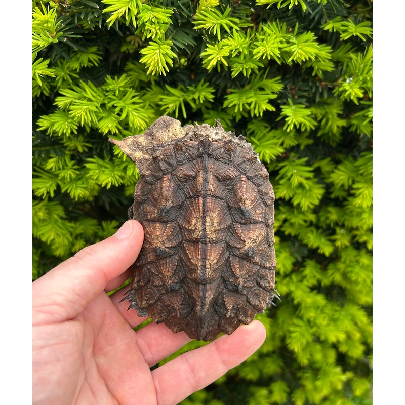 4 Mata Mata Turtle (1)