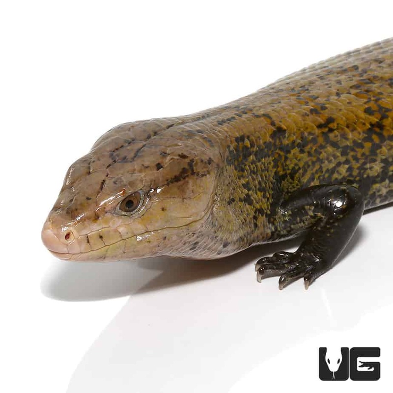 Adult Classic Indonesian Blue Tongue Skinks For Sale