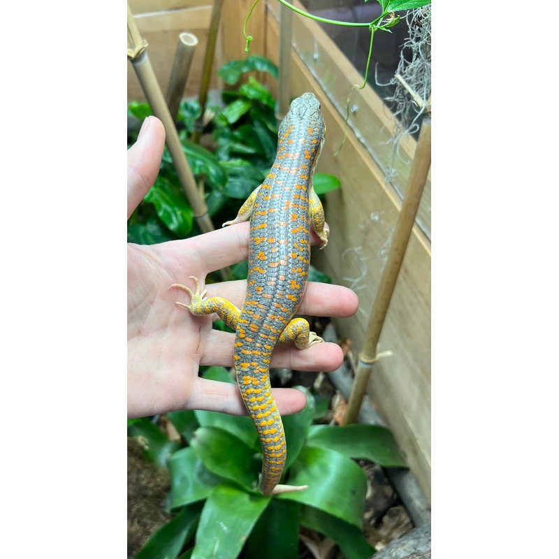 Adult Schneiders Skink