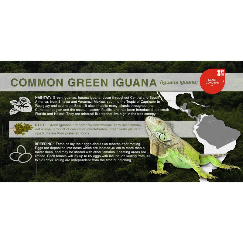 Common Green Iguana (Iguana iguana) – Aluminum Sign No SmartShield