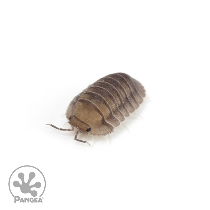 Cubaris sp. Blue Pigeon Isopods 5 Count