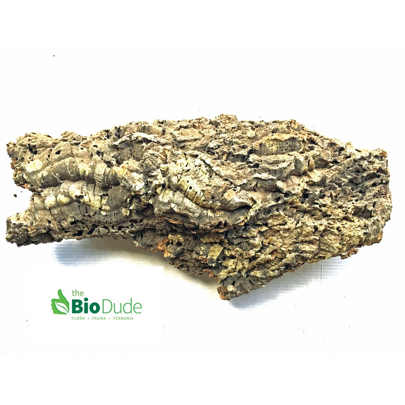 Large *Show Grade* Cork Bark Flat 24″ – 32″