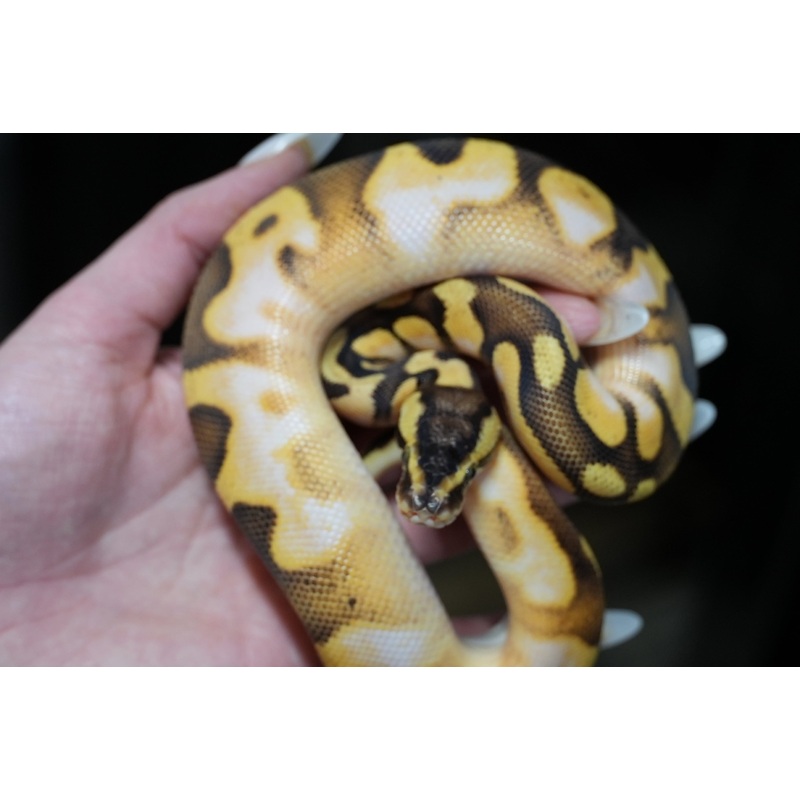 Male Pastel, Enchi, Calico, Het Gstripe, 50% Het DG