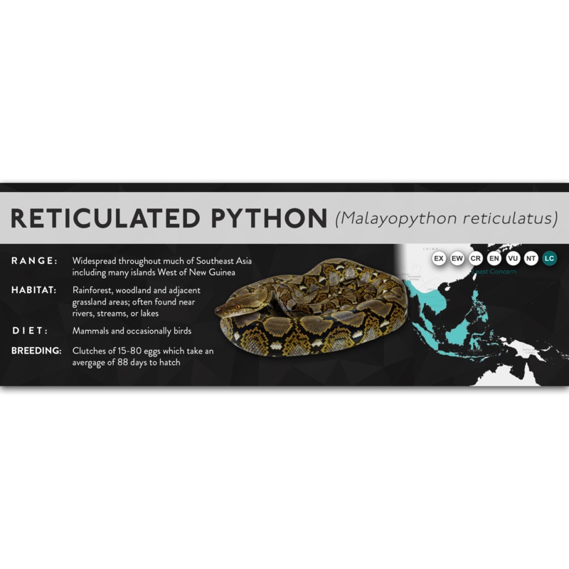 Reticulated Python (Malayopython reticulatus) – X Label Laminated Paper