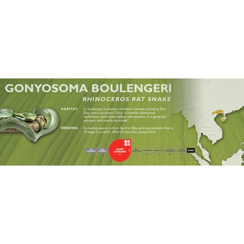Rhinoceros Rat Snake (Gonyosoma boulengeri) Classic Vivarium Label