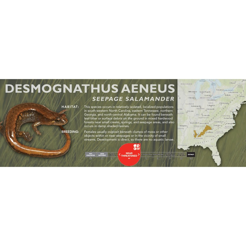 Seepage Salamander (Desmognathus aeneus) – Classic Vivarium Label