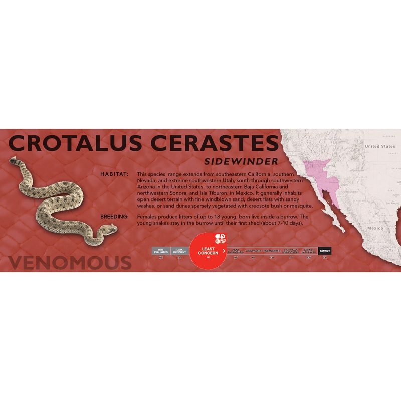 Sidewinder (Crotalus cerastes) Classic Vivarium Label Original