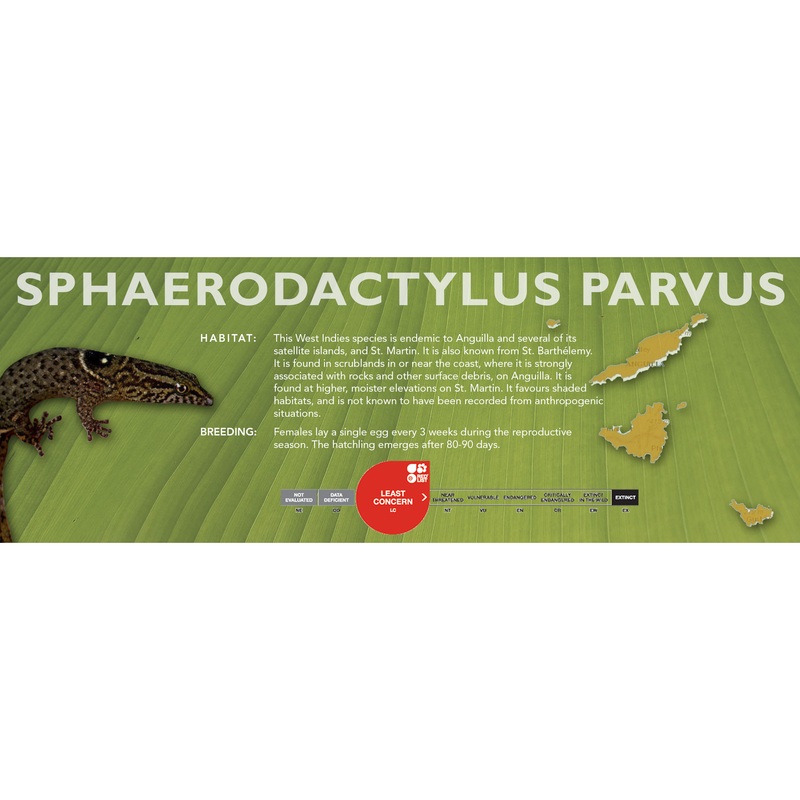 Sphaerodactylus parvus Classic Vivarium Label