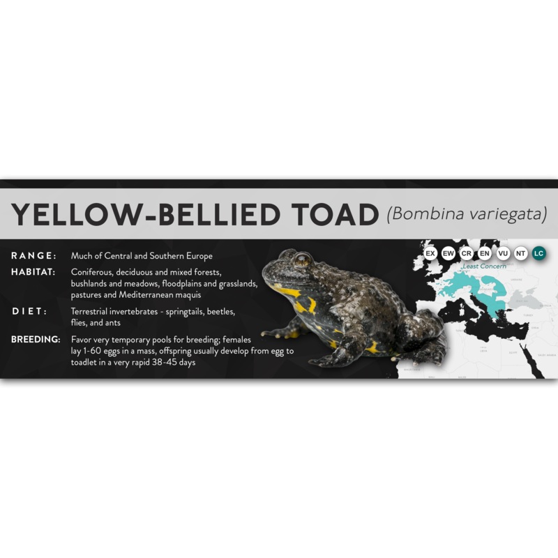 Yellow-Bellied Toad (Bombina variegata) – X Label Laminated Paper