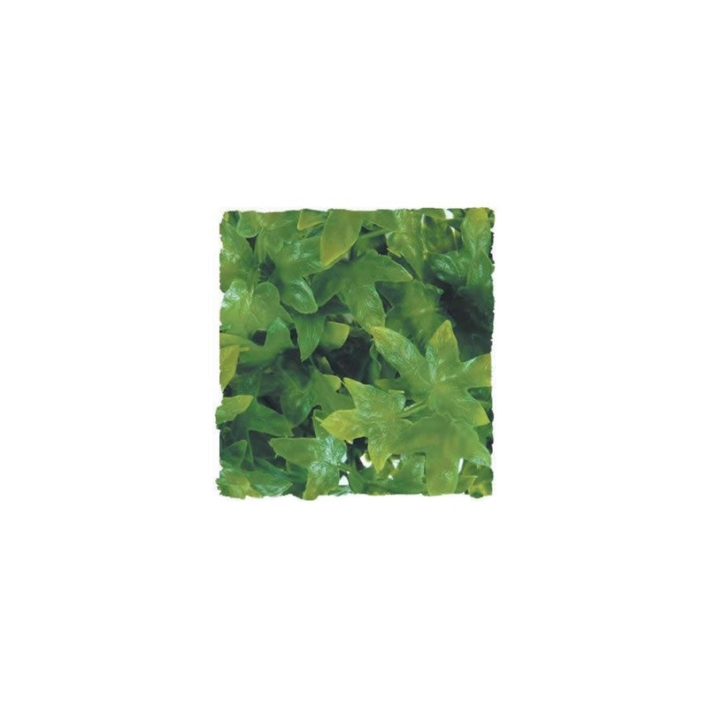 ZM Congo Ivy Large BU-32