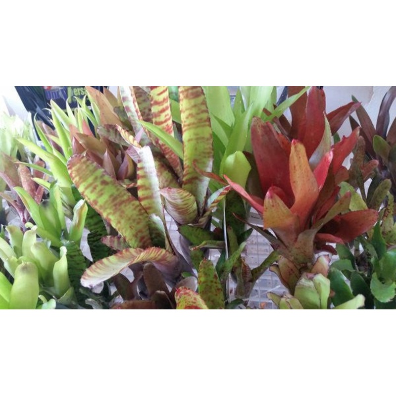 3-Count Offset Bromeliad Neoregelia Sampler Pack