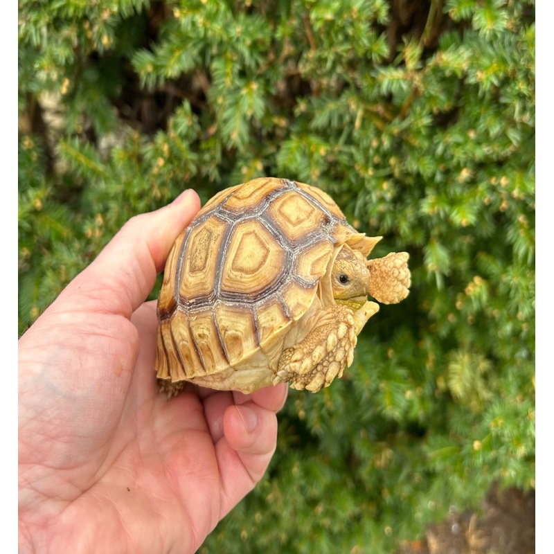 4-5 Sulcata Tortoise (4)
