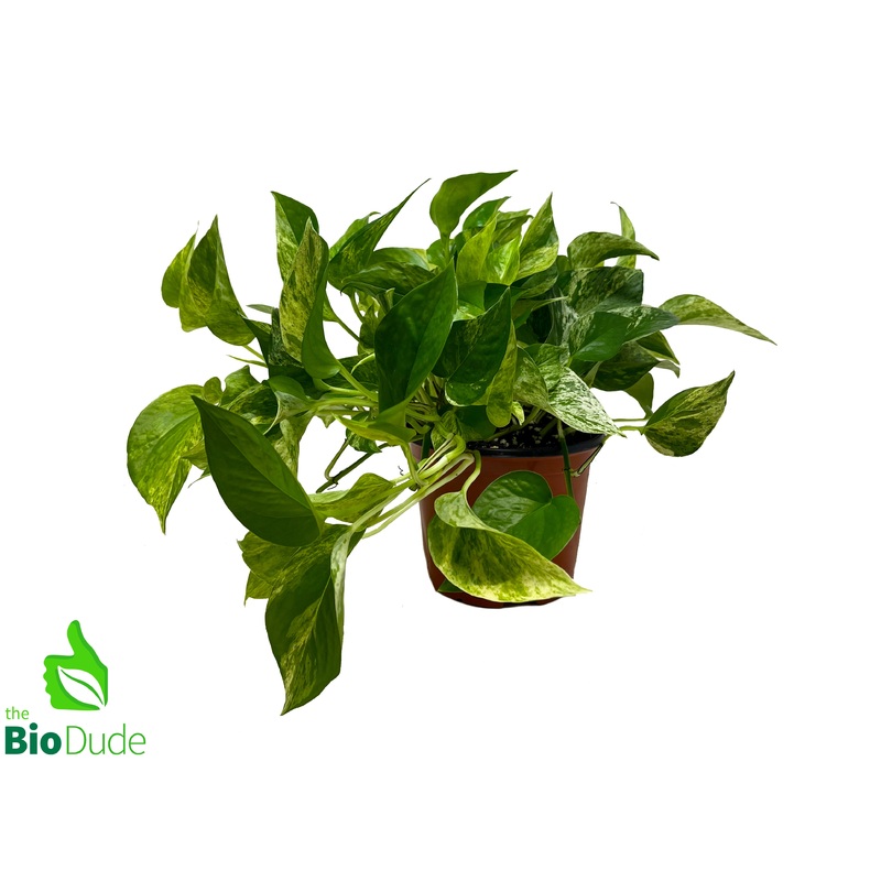 6″ Pot Marble Queen Pothos