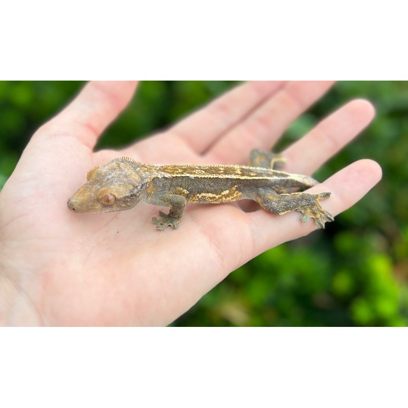 Adult Crested Gecko (Male 1)