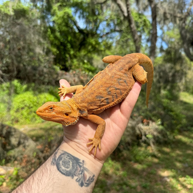 Adult Female Orange Hypo Leatherback Bearded Dragon