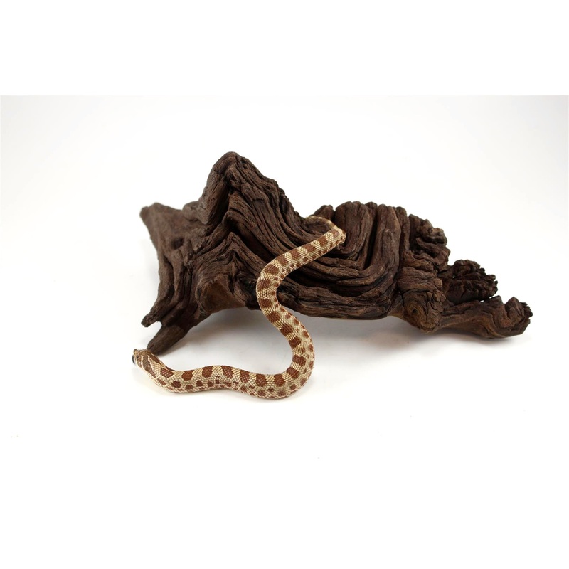 Anaconda Hognose Snake