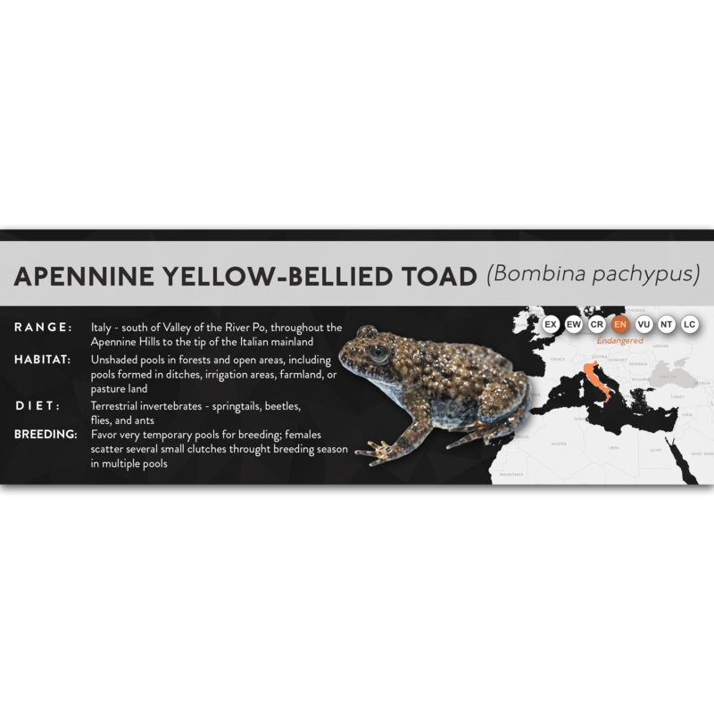 Apennine Yellow-Bellied Toad (Bombina pachypus) – X Label Laminated Paper