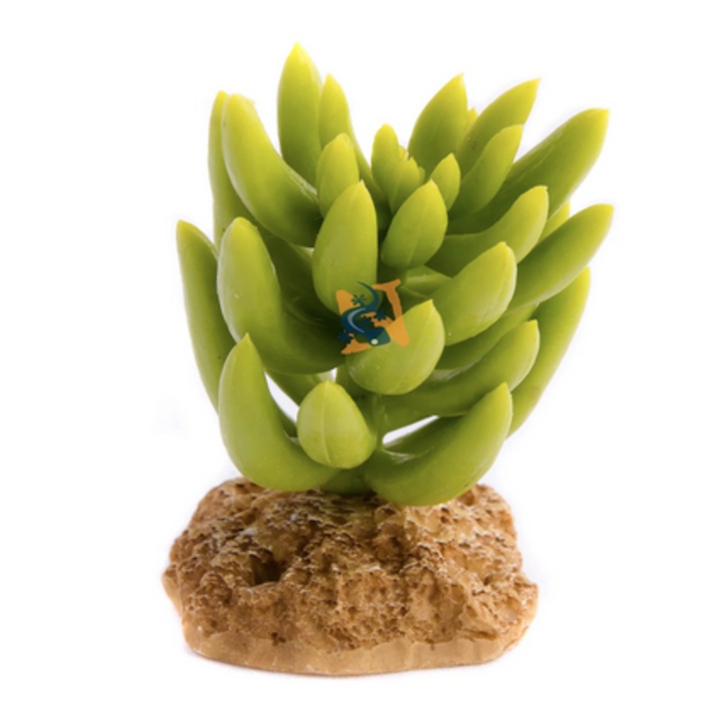 Aquaglobe Hybrid Cactus 4″ (Special Order Product)