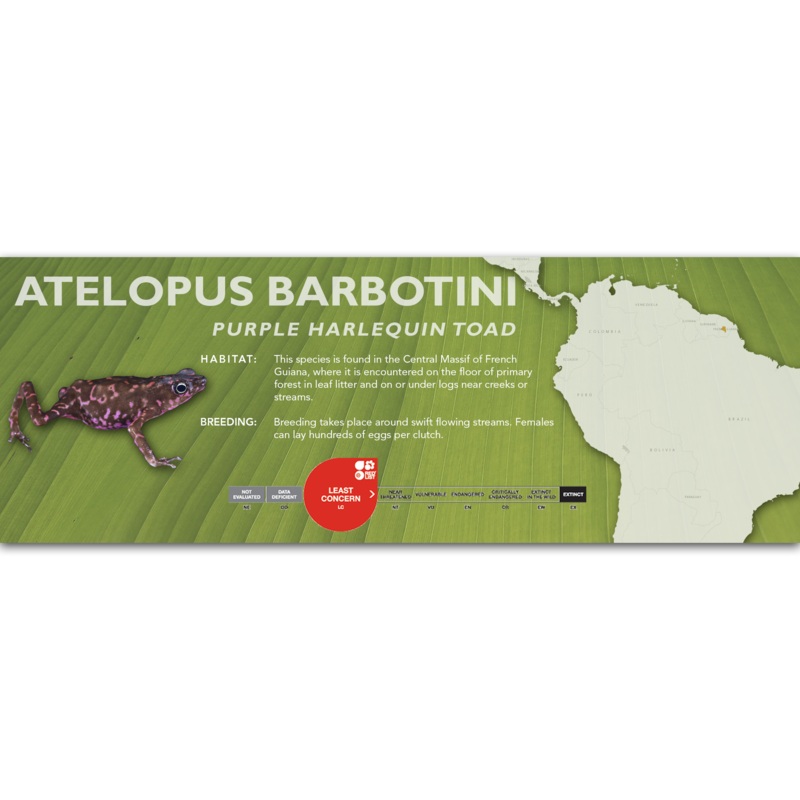 Atelopus barbotini – Classic Vivarium Label