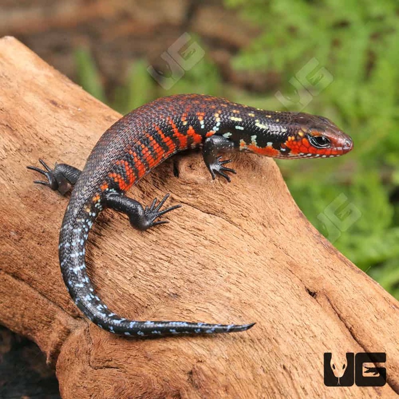 Baby Fire Skinks (Lepidothyris fernandi)For Sale