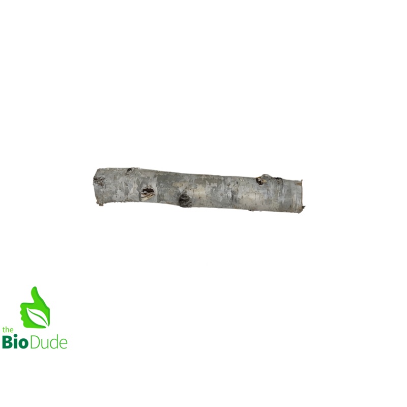 Birch Branch 100% natural and ethically sourced 12″