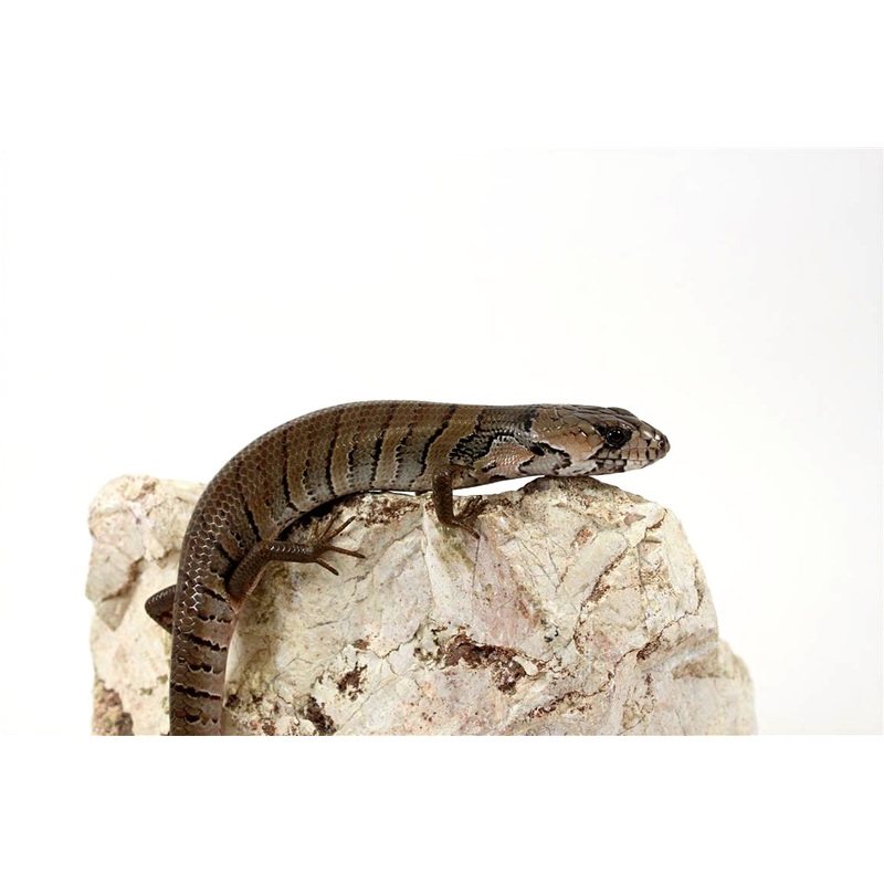 CB Pink Tongue Skink