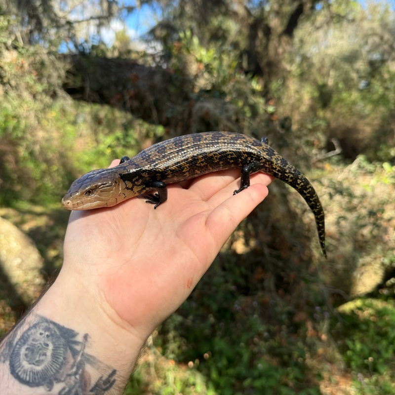 Ceram Blue Tongue Skink