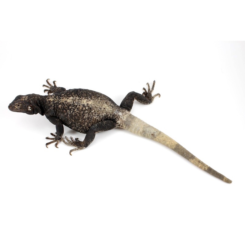 Chuckwalla